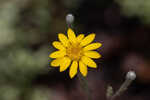 Narrowleaf silkgrass